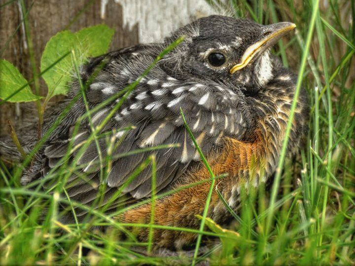 Fledgling American Robin in grass
