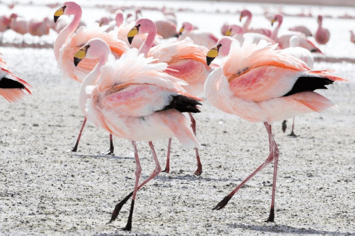 Andean Flamingos