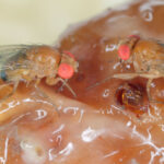 Fruit flies on a decaying banana, showcasing a potential breeding ground.