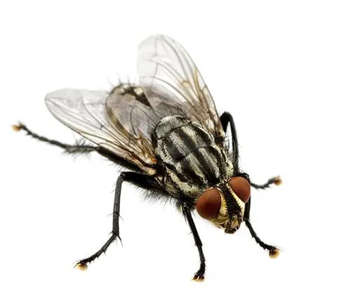 Outdoor fly trap hanging in a garden setting