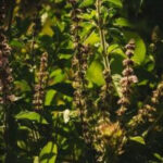 Basil plant for fly repellent with green leaves