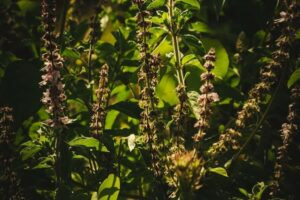 Basil plant for fly repellent with green leaves