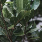 Green Bay Laurel Fly Repellent Plant
