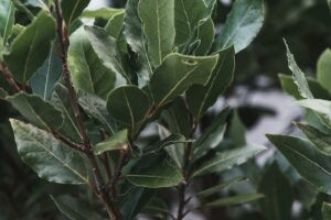 Green Bay Laurel Fly Repellent Plant
