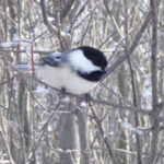 Black-capped chickadee perched on a branch during winter
