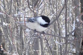 Black-capped chickadee perched on a branch during winter