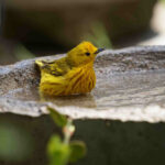 Yellow warbler garden bird in bird bath
