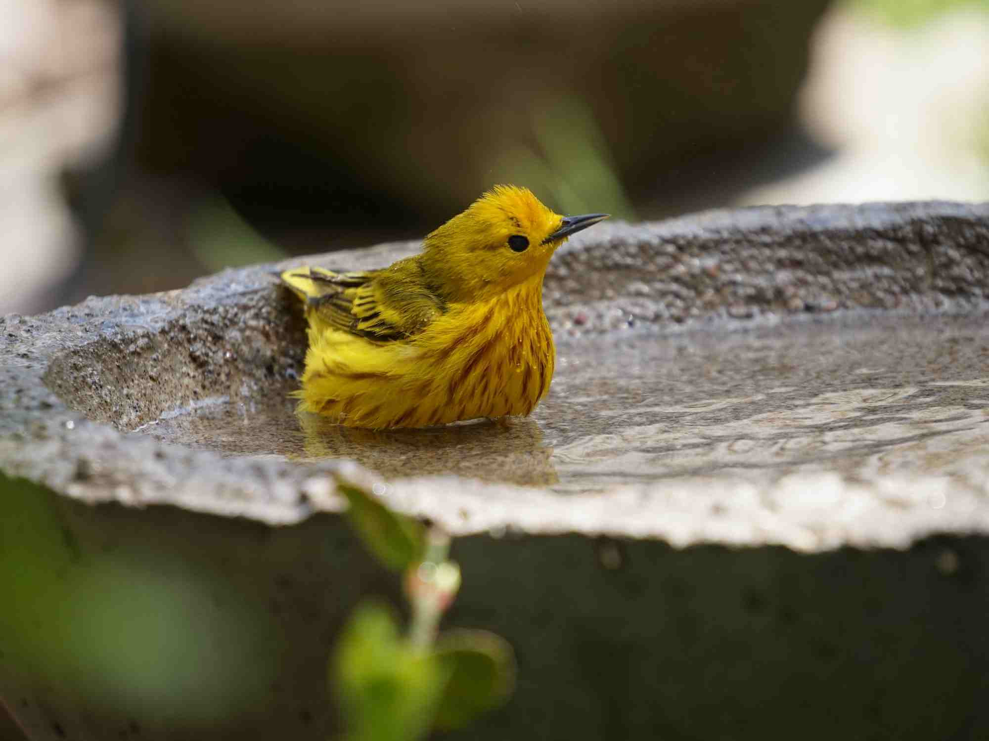 Yellow warbler garden bird in bird bath