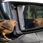 A California Towhee attacks its reflection in a car mirror, displaying territorial behavior common during mating season.