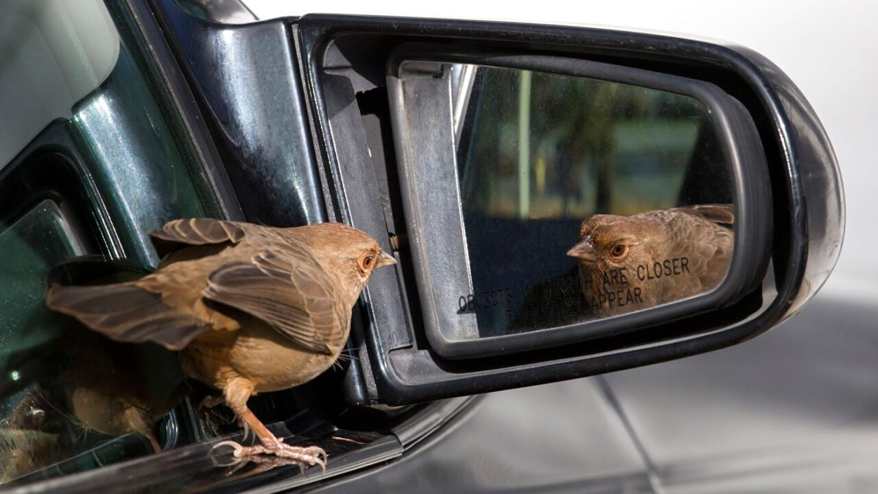 A California Towhee attacks its reflection in a car mirror, displaying territorial behavior common during mating season.