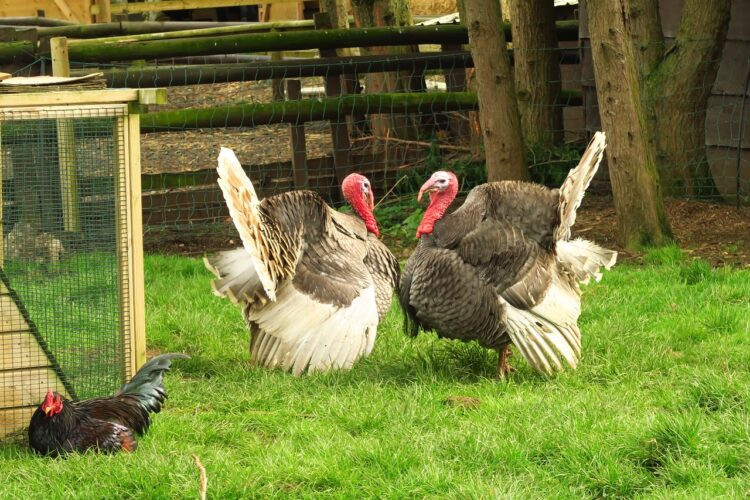 Many domestic turkeys, like these two sturdy toms, can’t fly the way the wild ones can, highlighting the differences between wild and domesticated turkeys in terms of flight