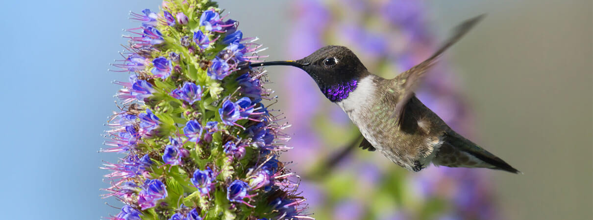 Black-chinned Hummingbird. Photo by sumikphoto/Shutterstock.