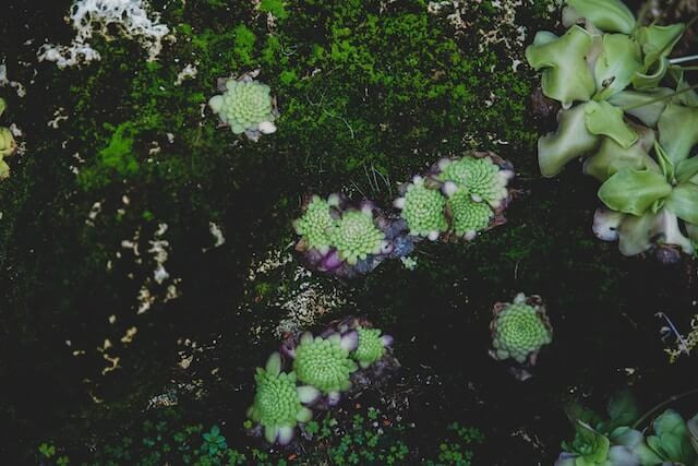 bladderworts are a carnivorous plant that eats gnats 