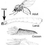 Black fly close-up showing its humpbacked shape and broad wings
