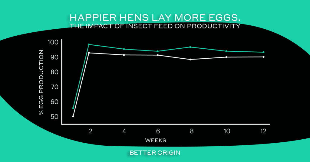 The impact of insect feed on egg laying hens