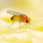 Fruit Fly Infestation