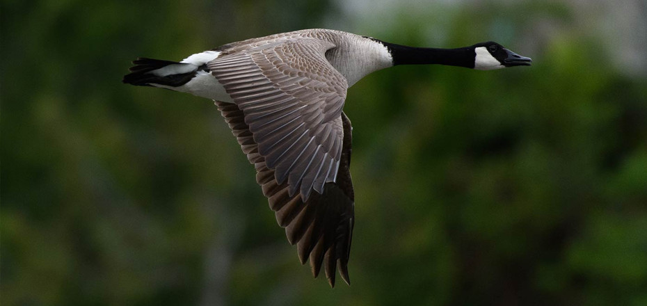 Canada Geese Trends