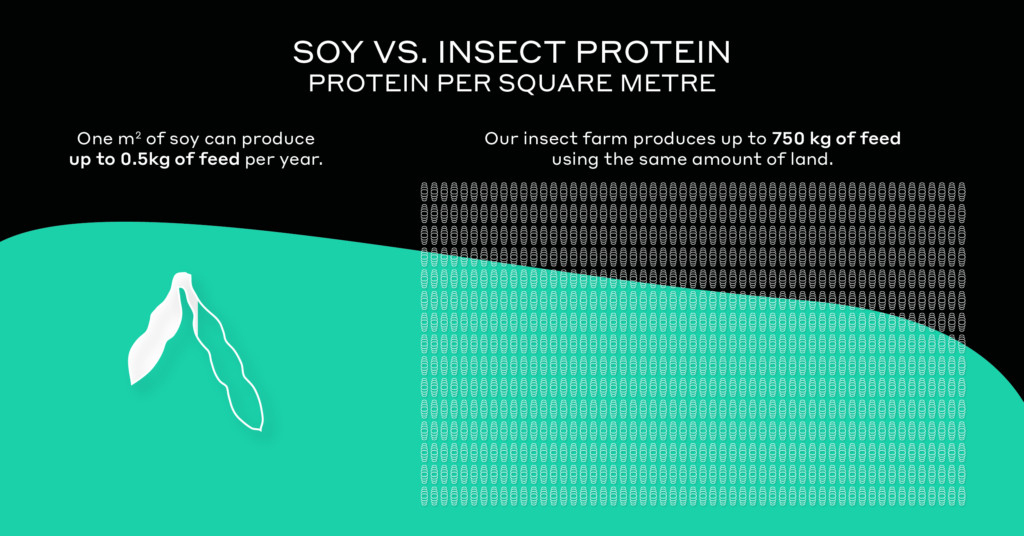 Insect vs. soy - yield per square metre