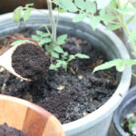 Coffee grounds used as a natural fertilizer in a garden
