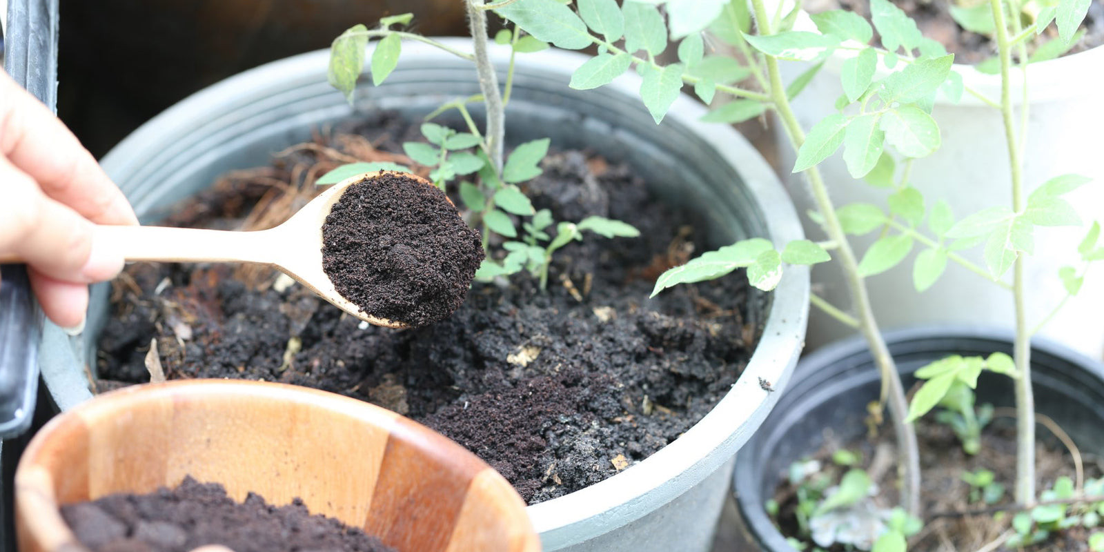 Coffee grounds used as a natural fertilizer in a garden