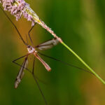 Close-Up of a Dragonfly