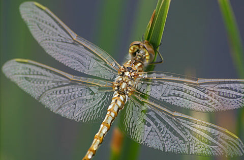 Dragonfly on a plant