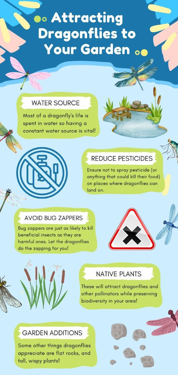 Dragonfly Infographic