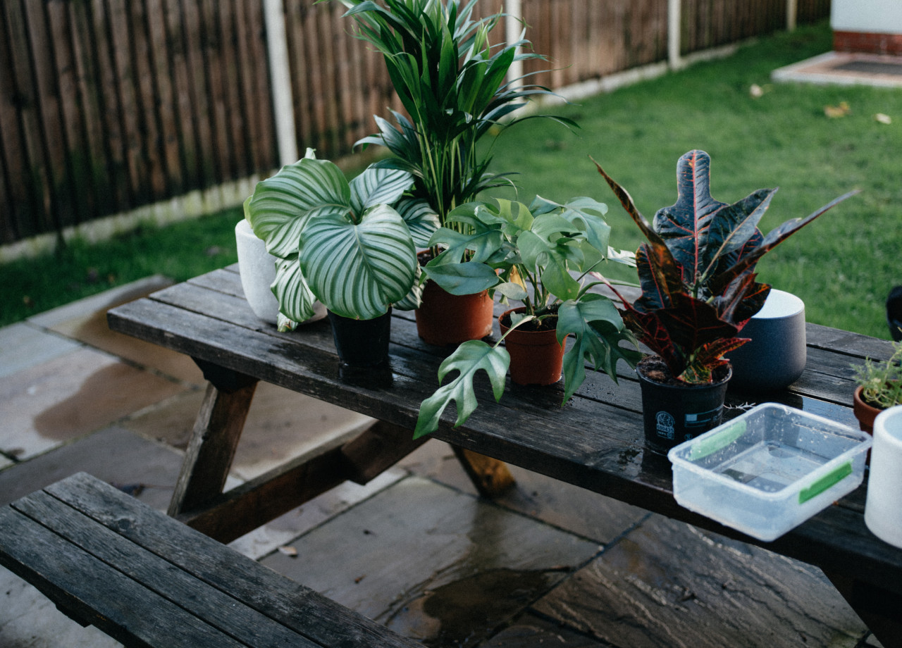 Outdoor plants to repel bugs