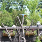Blue-and-gold macaw in flight, showcasing their flying skills