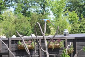 Blue-and-gold macaw in flight, showcasing their flying skills