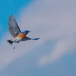 eastern bluebird migration patterns
