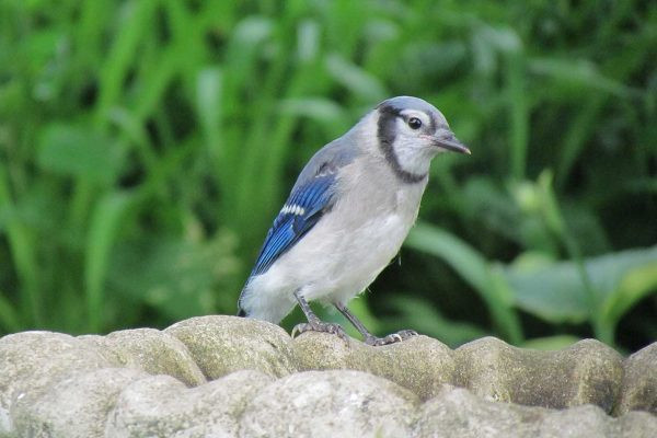 Blue Jay on ground looking to right