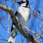 Blue Jay high in tree branch