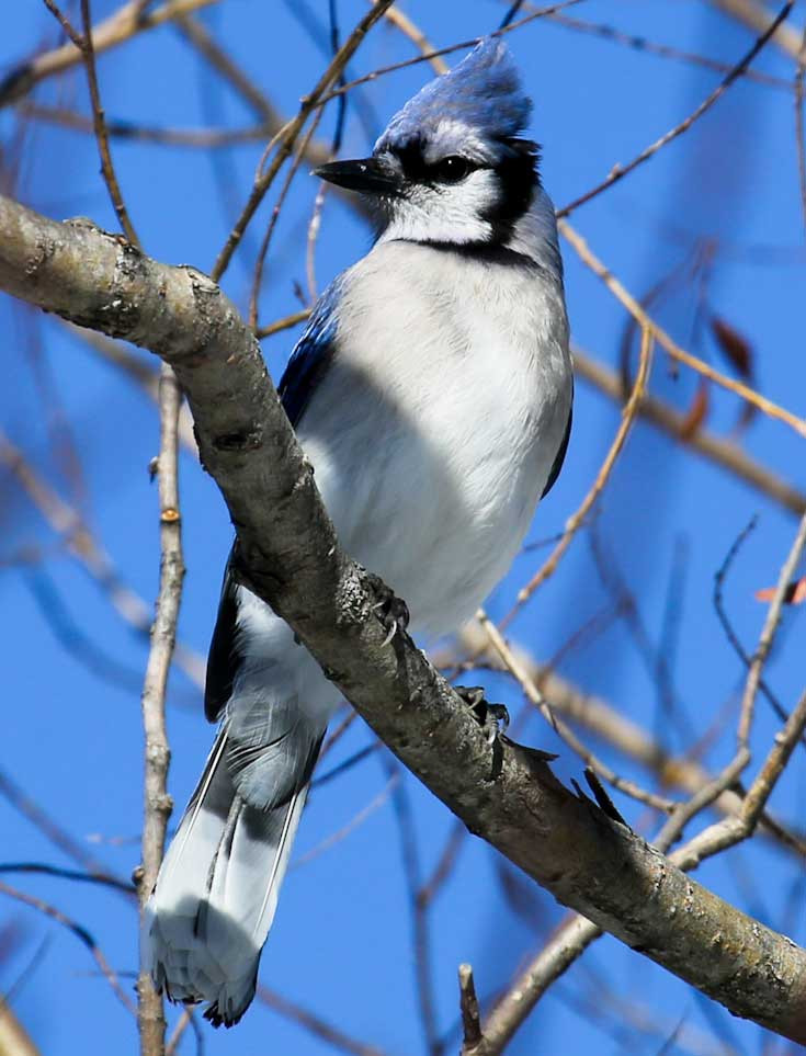 Blue Jay high in tree branch