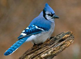Blue Jay