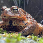 A close-up of an American toad, with textured, reddish-brown skin and black spots, resting on bright green sphagnum moss, capturing its detailed skin texture and natural habitat.