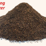 Black Soldier Fly Larvae