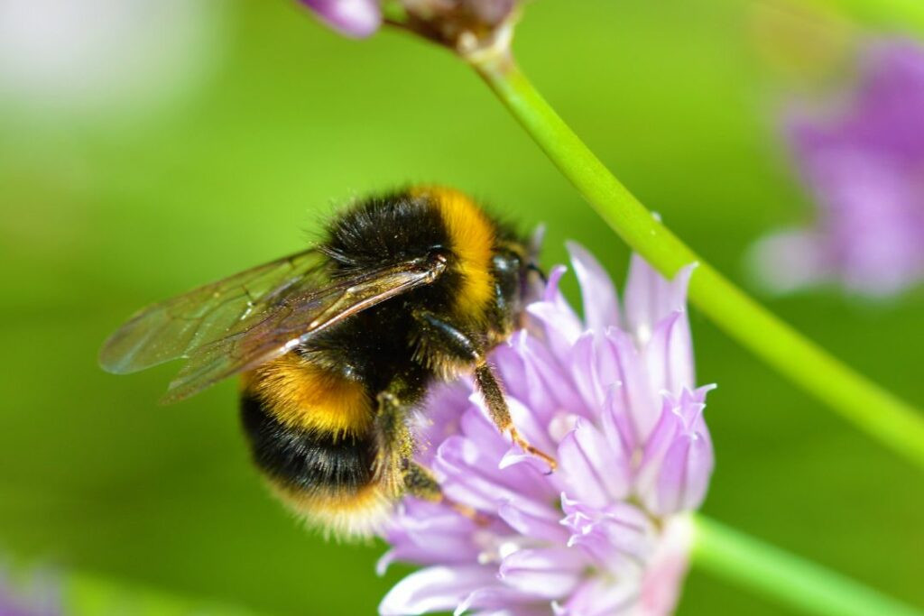 bumble bee gathering nectar from a flower