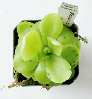 butterwort screenshot 1