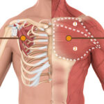 chest muscles anatomy | Cable fly exercise targets