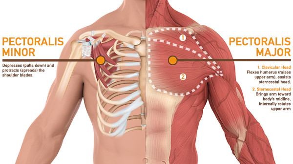 chest muscles anatomy | Cable fly exercise targets