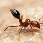 Fire Ant Mound