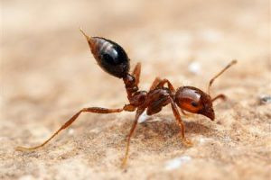 Fire Ant Mound