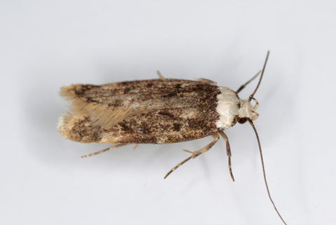 Casemaking clothes moths