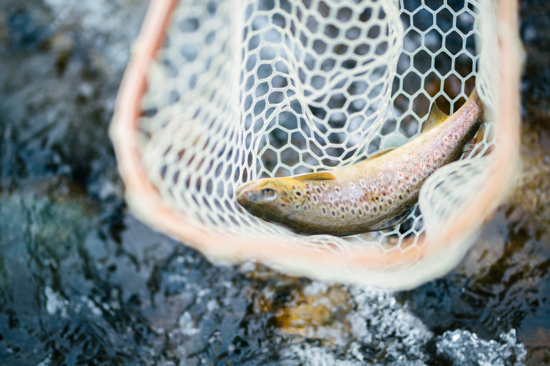 Fly lines
