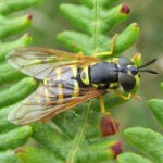 St Mark's Flies swarming in a field, showcasing their characteristic behavior.
