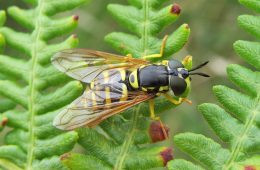 St Mark's Flies swarming in a field, showcasing their characteristic behavior.