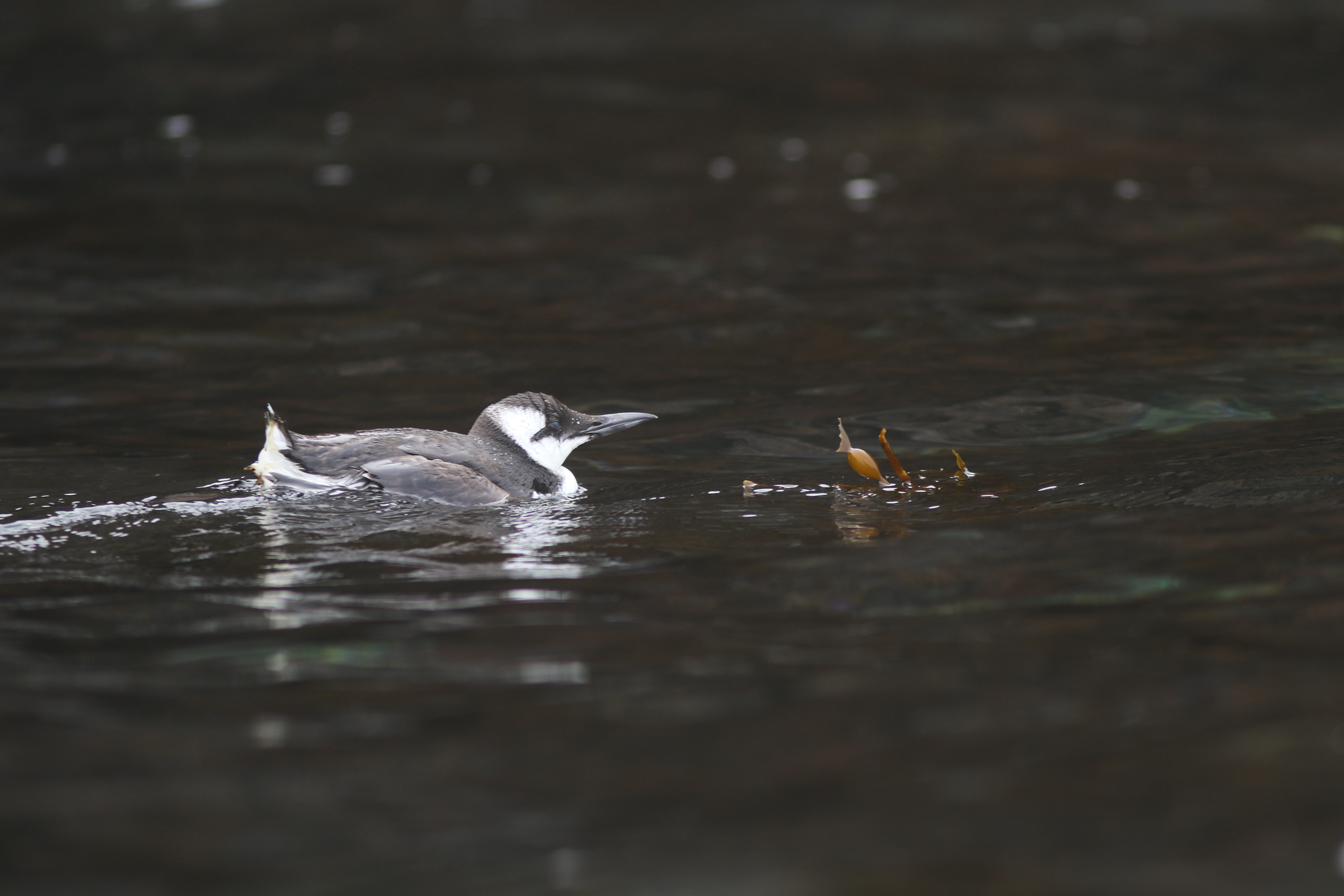 A Common Murres on San Miguel Island