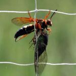 Cicada Killer Wasp Carrying a Cicada