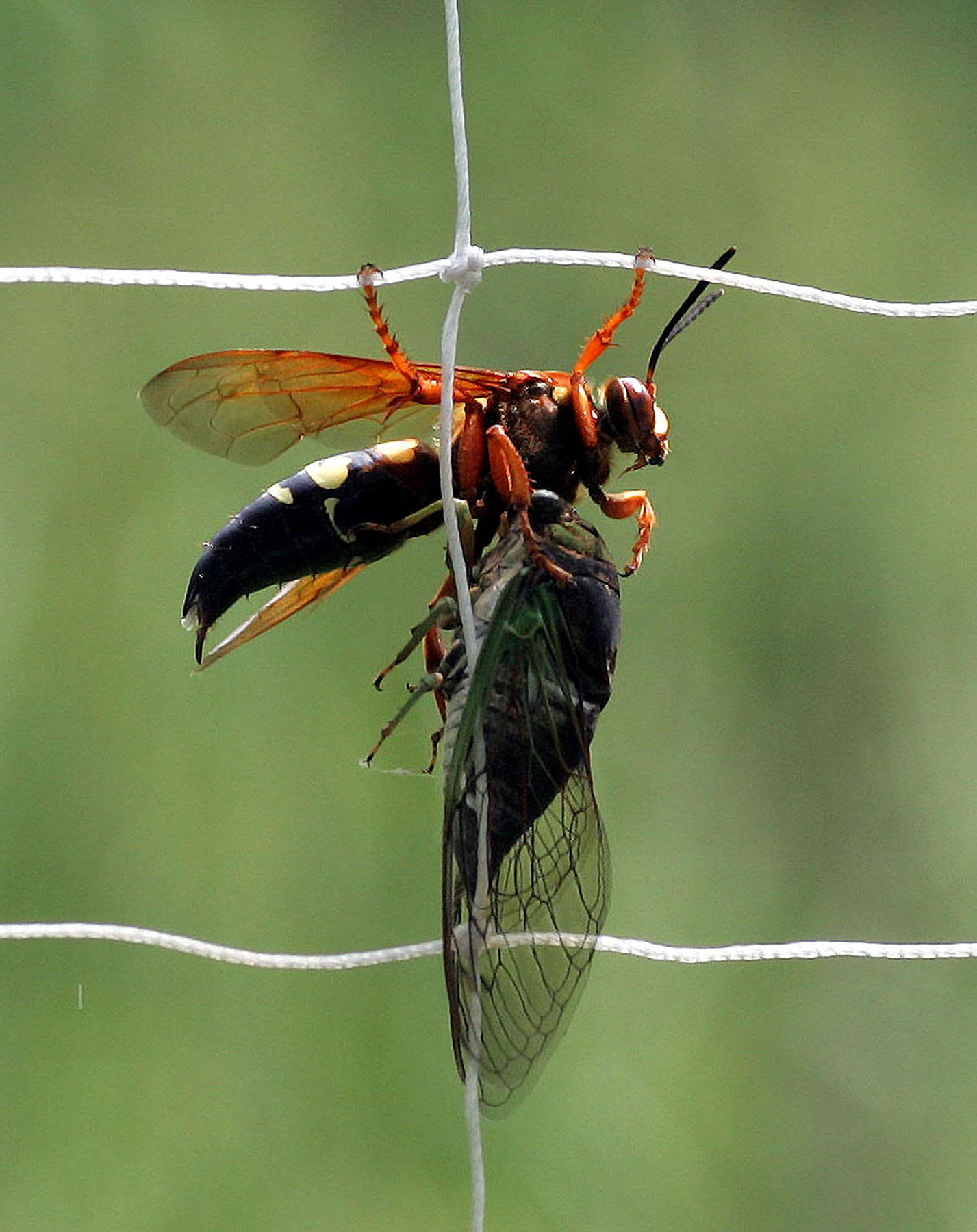 Cicada Killer Wasp Carrying a Cicada